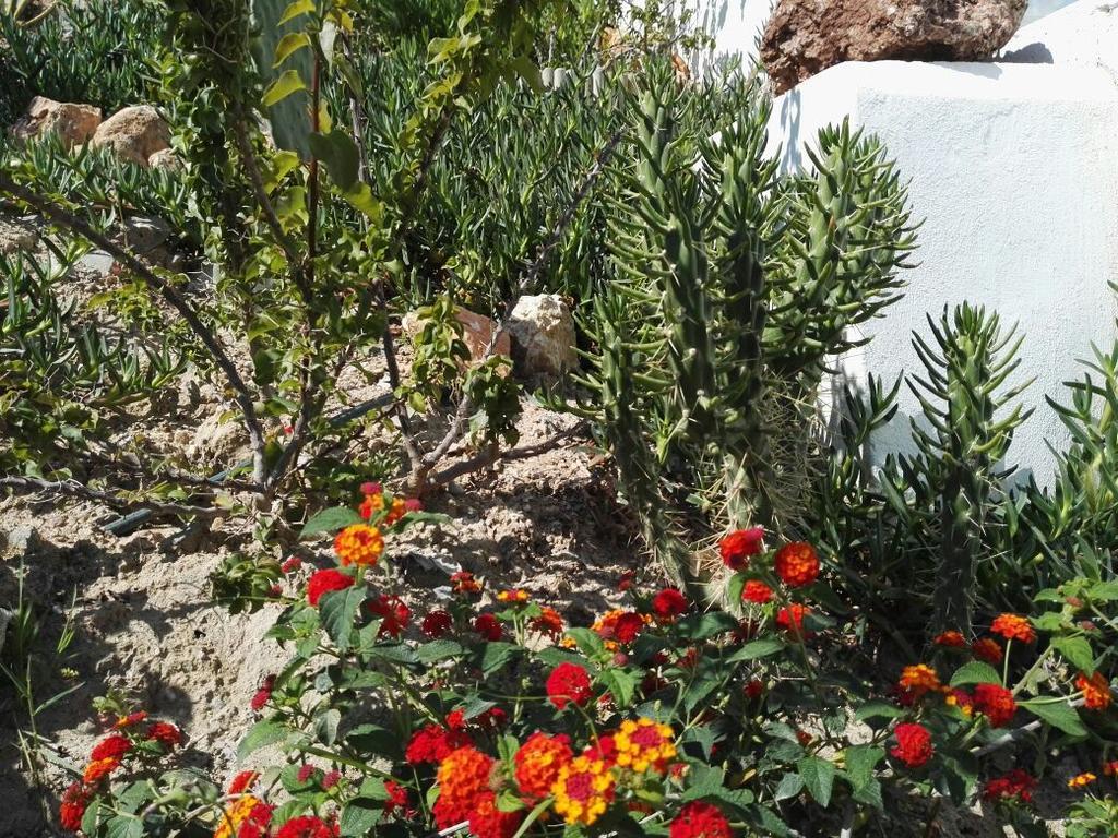 Bouganville Stegna