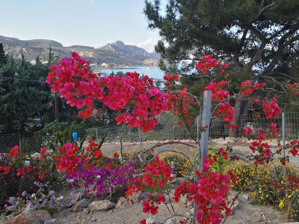 Bouganville Stegna Apartment Archangelos (Rhodes)
